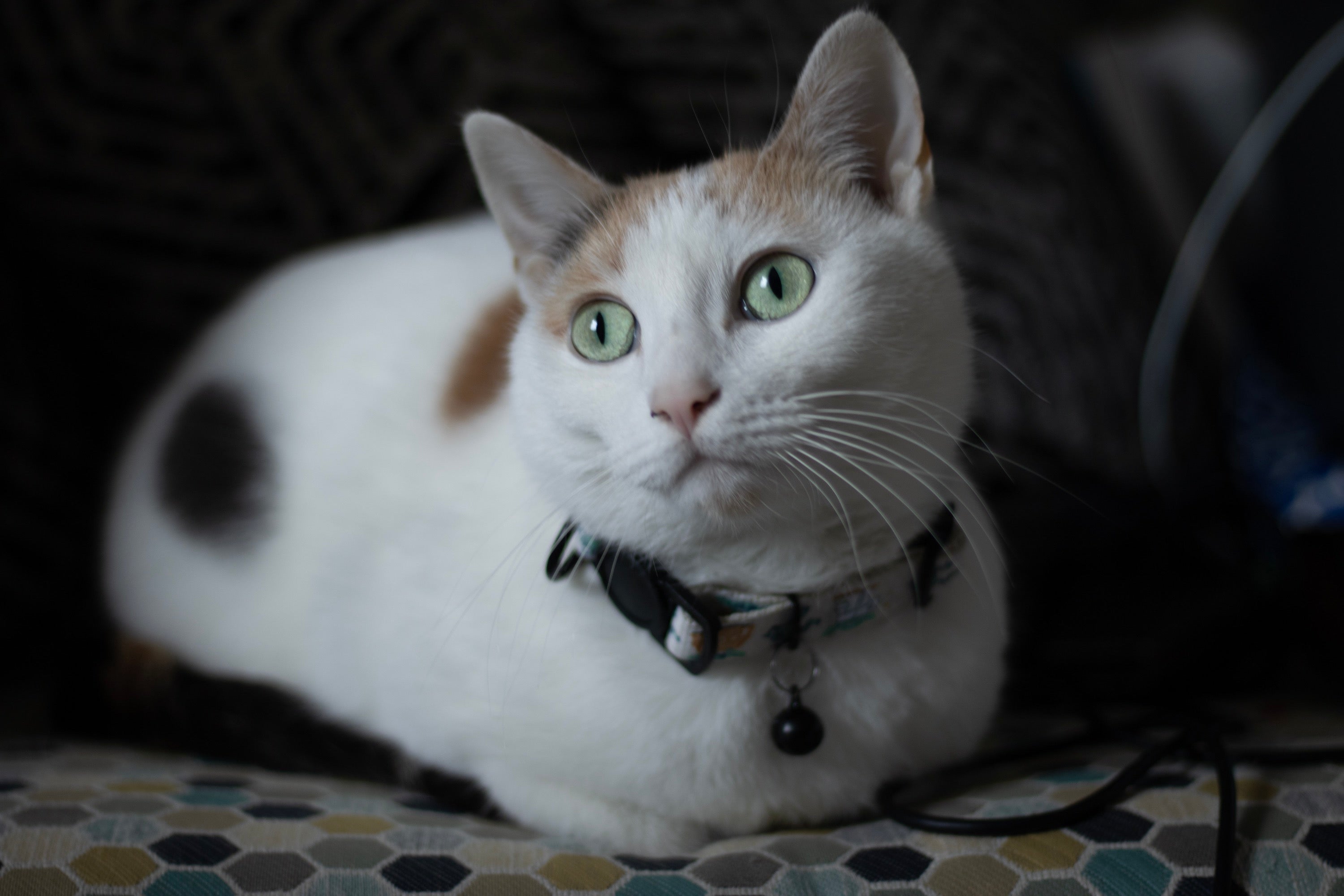 Example pet photo layout